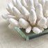 Clear Glass Base for Coral Display